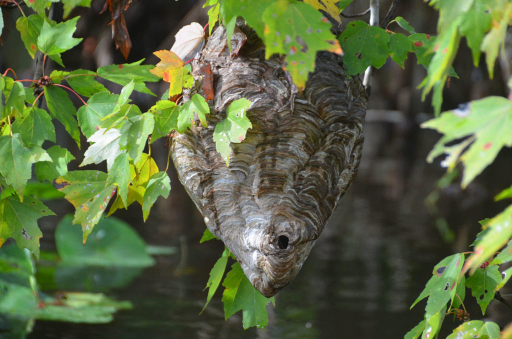 Hornet's Nest - Ocklawaha River