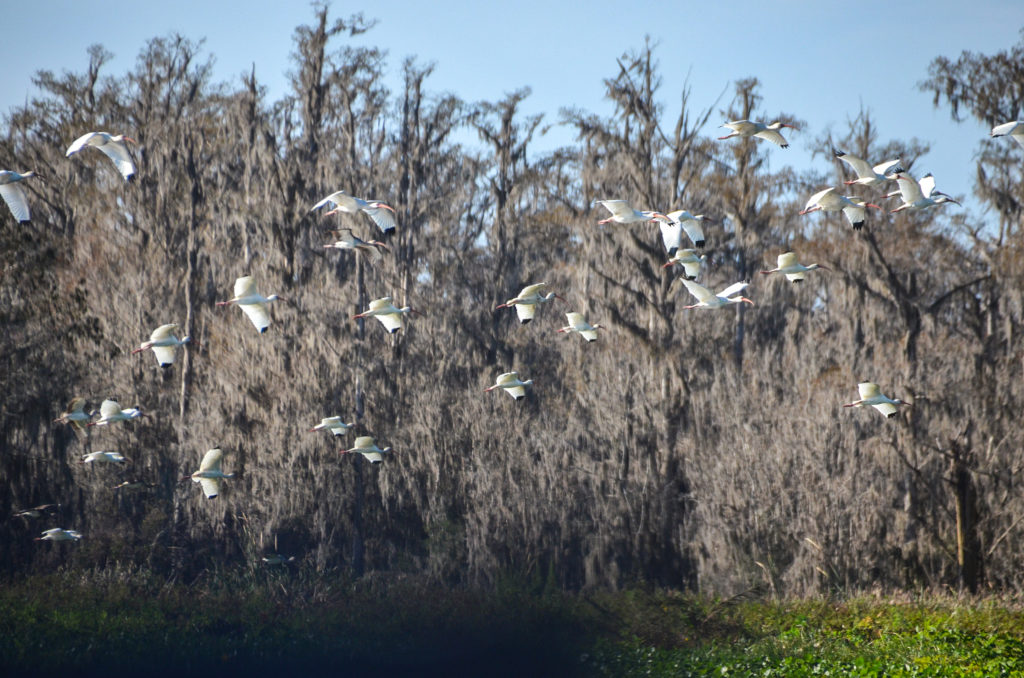 Ibis in flight on the Ocklawaha