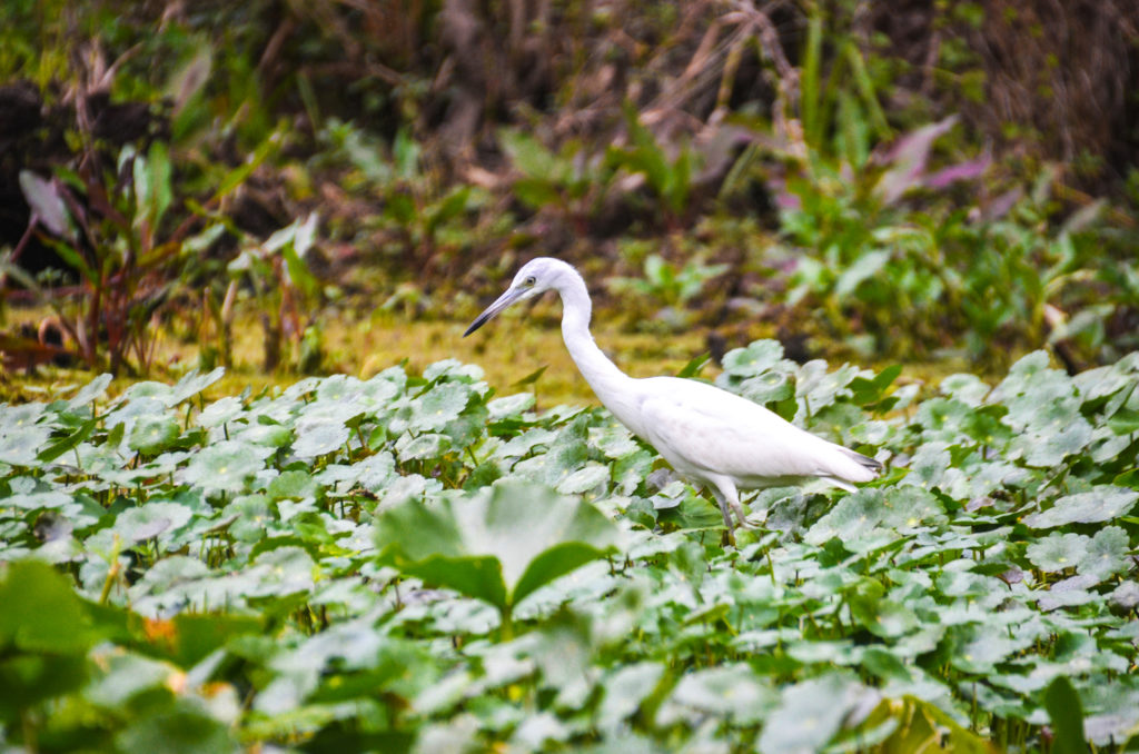 Imature Blue Heron - Wekiva River