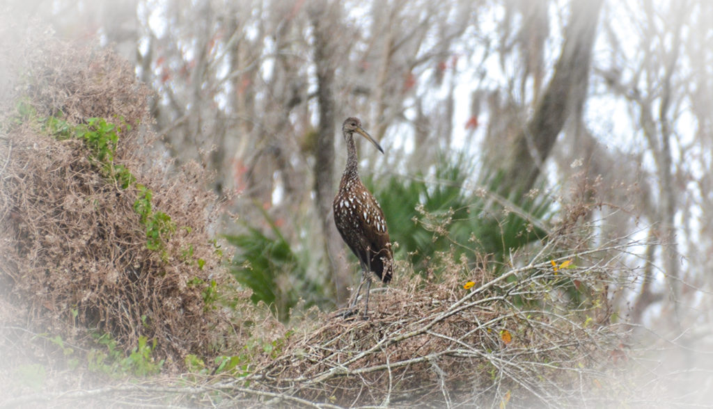 Limpkin on the Wekiva River