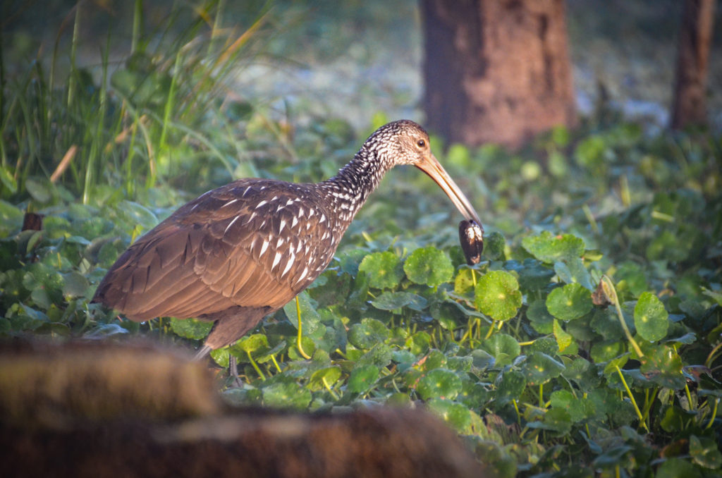 Limpkin with Shell