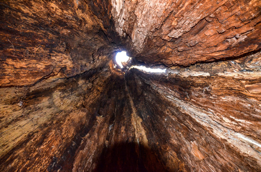 Looking up from inside Cypress Tree