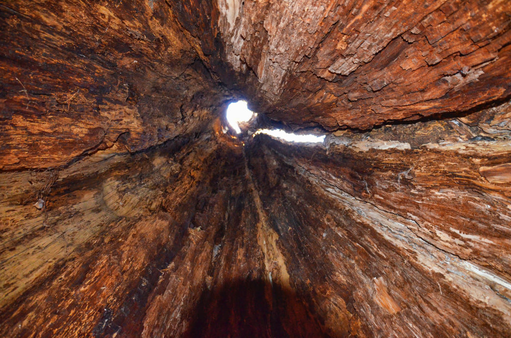 Looking up inside a Hollow Cypress