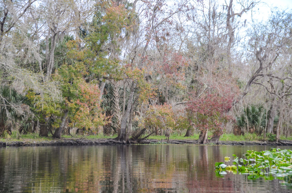 Maples on the Bank