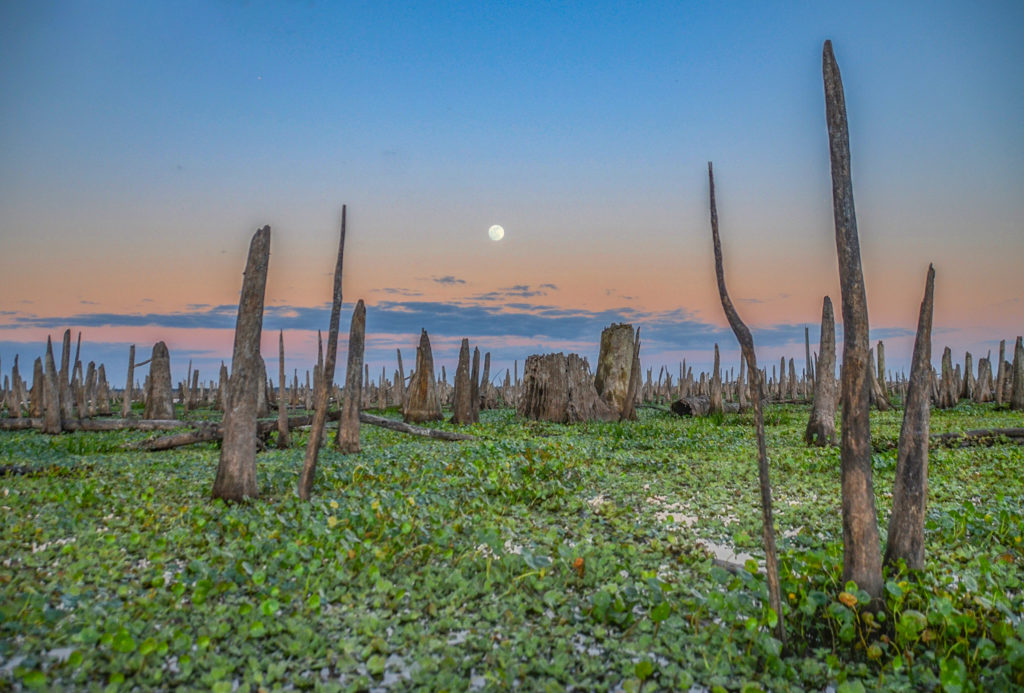 Moonrise over Old Ocklawaha