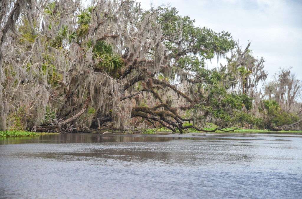 Oak over the Wekiva River