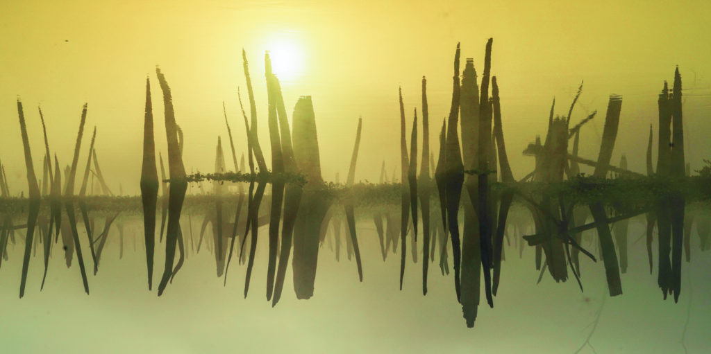 Ocklawaha Reflection