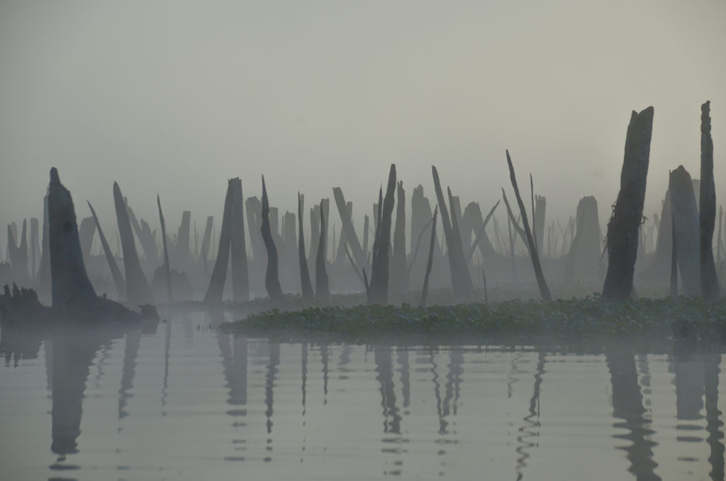 Ocklawaha Silhouette