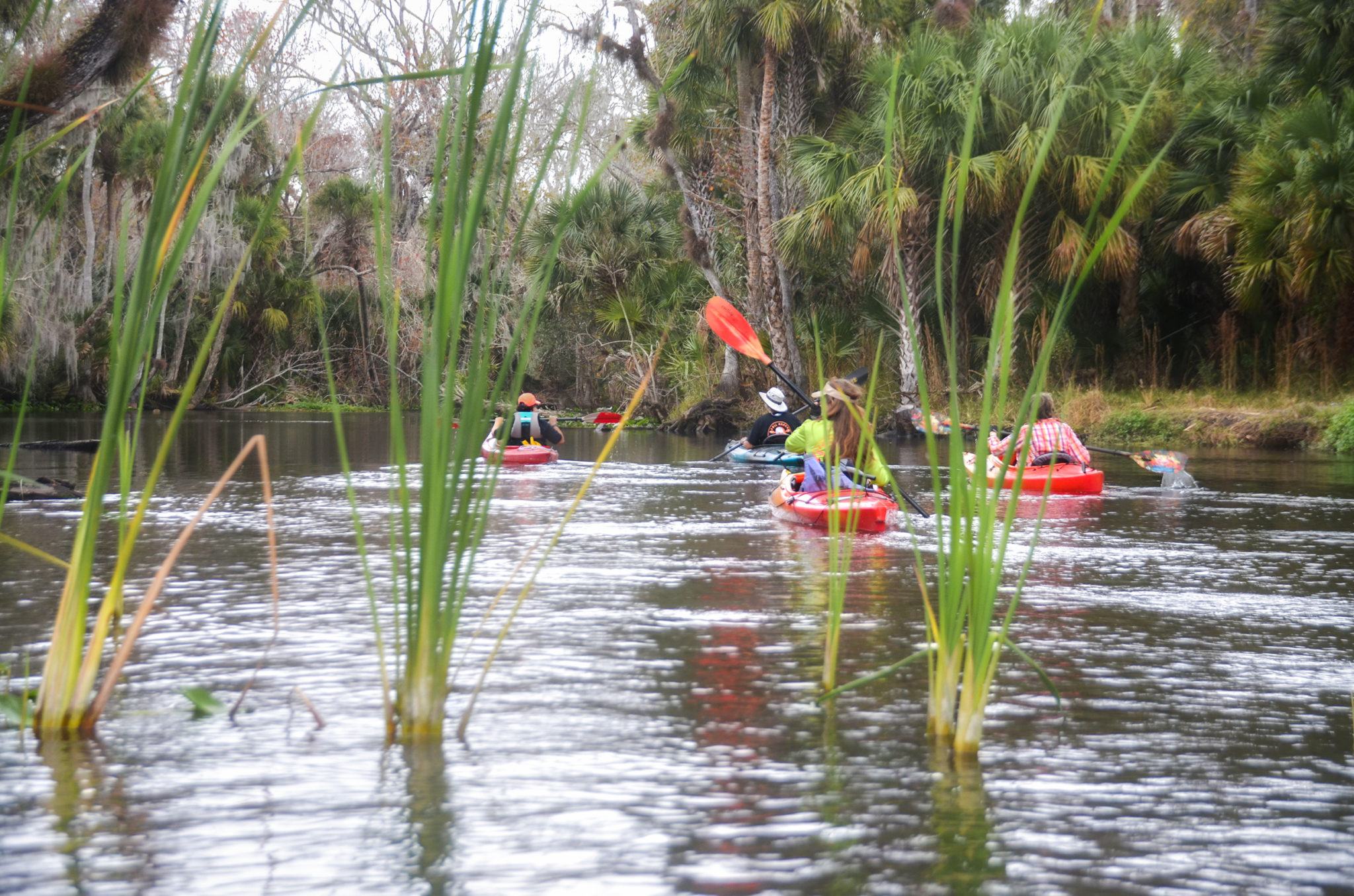 Paddling On The Wekiva River | Florida Paddle Notes