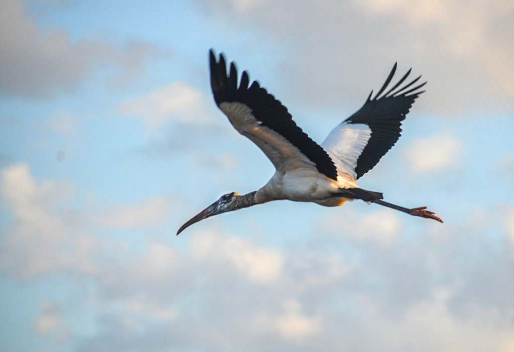 Stork Flies Overhead