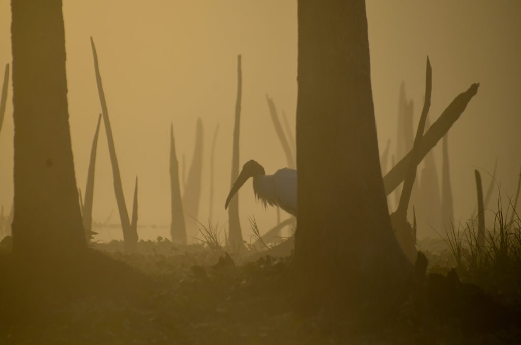 Stork Silhouette