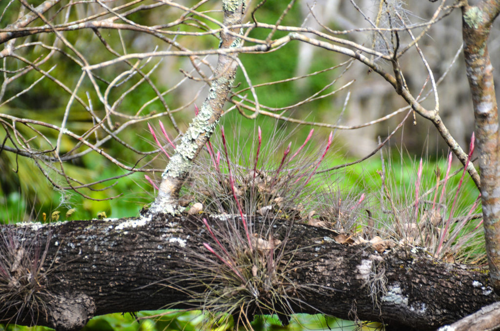 Tillandsia spp Wekiva River