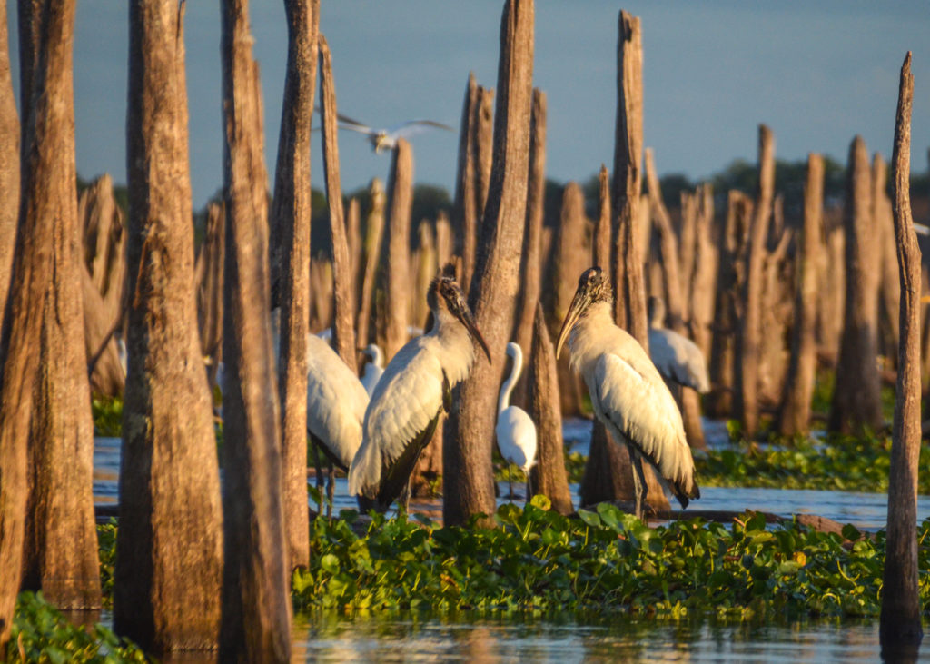 Two Storks - Evening Ocklawaha River