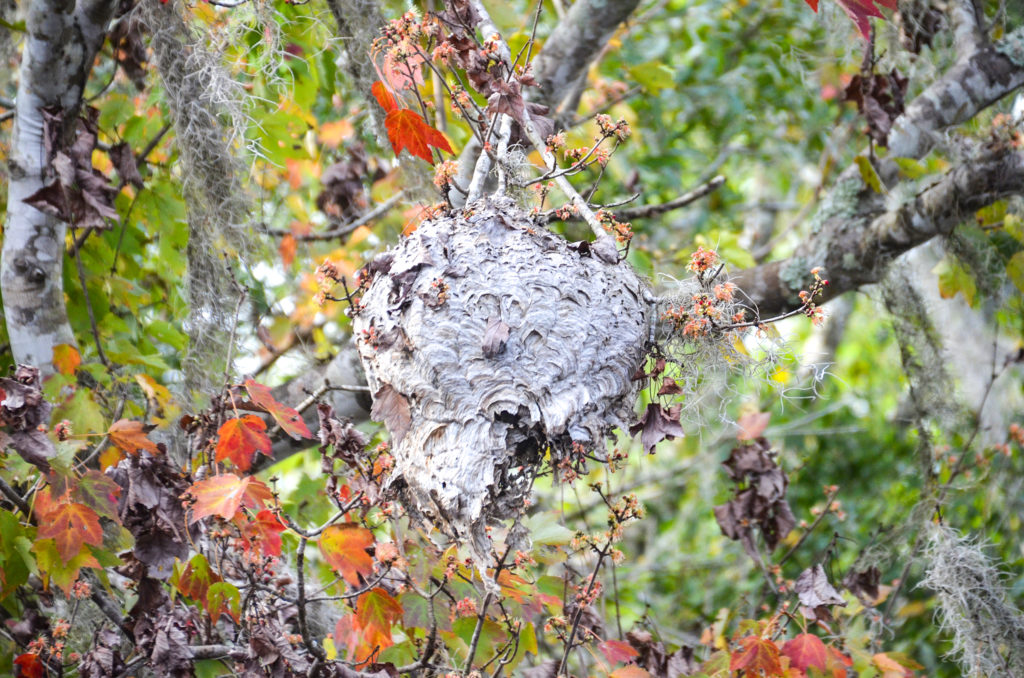 Wasp Nest in Maple Tree