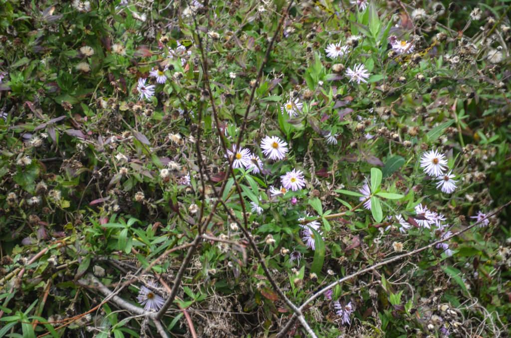 Wekiva River Asters