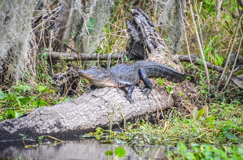 Wekiva River Gator