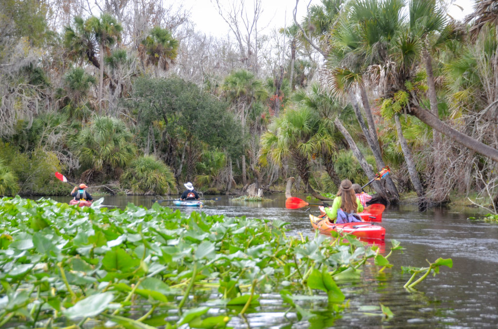 Wekiva River Palms