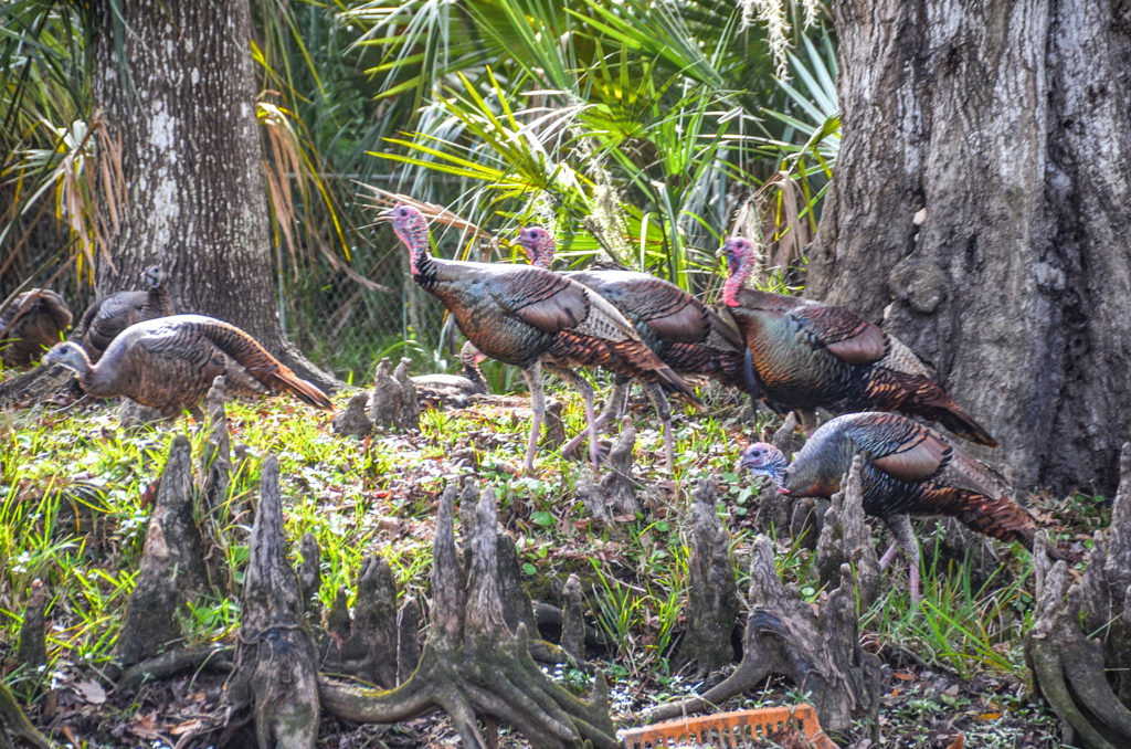 Wekiva Turkeys