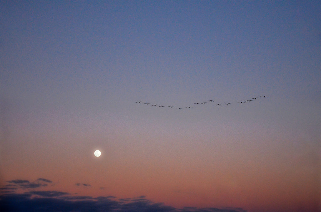 Winging Over a Full Moon