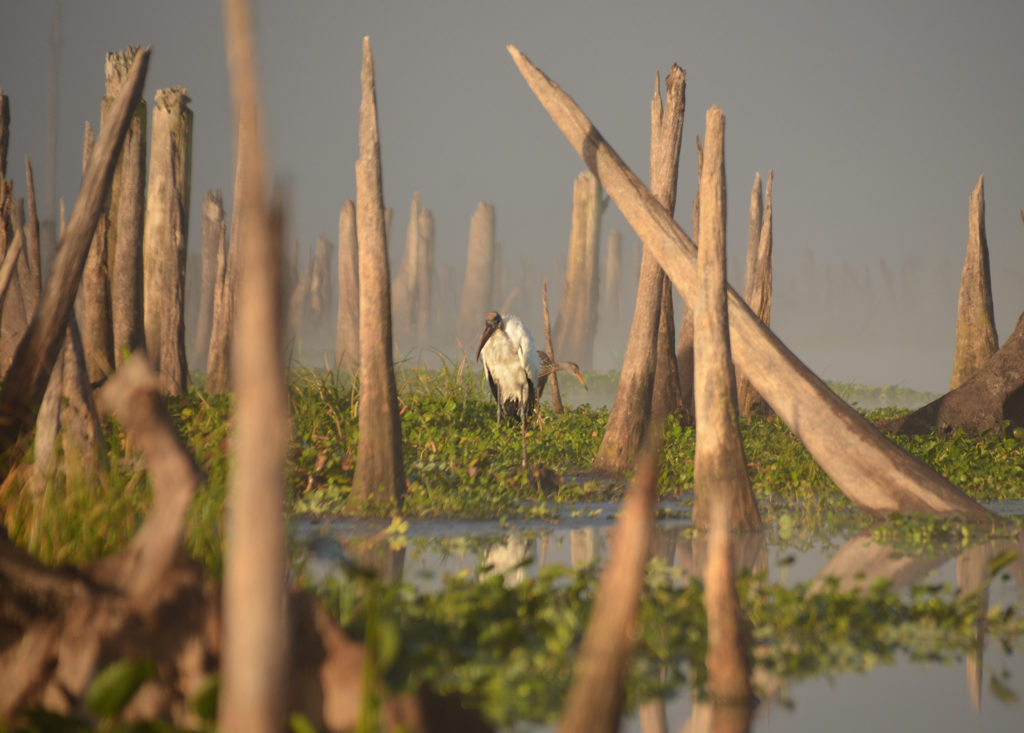 Wood Stork