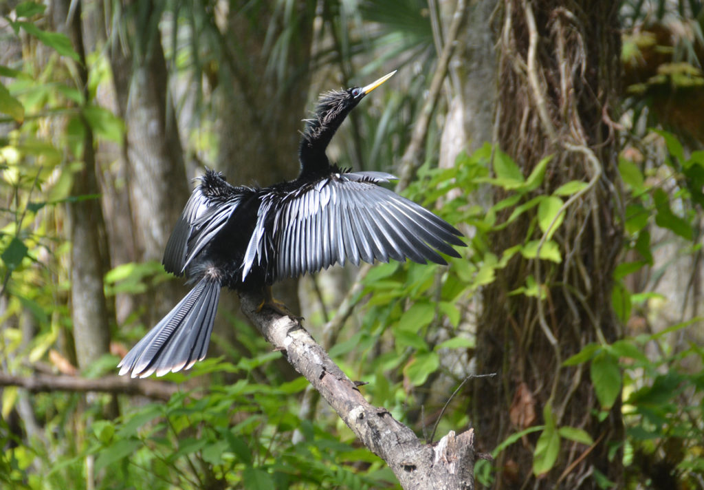 Anhinga on Dora Canal