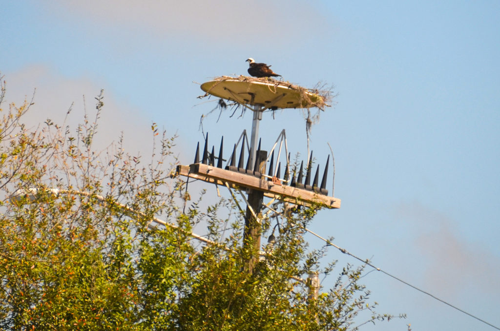 Freaky Osprey Nest