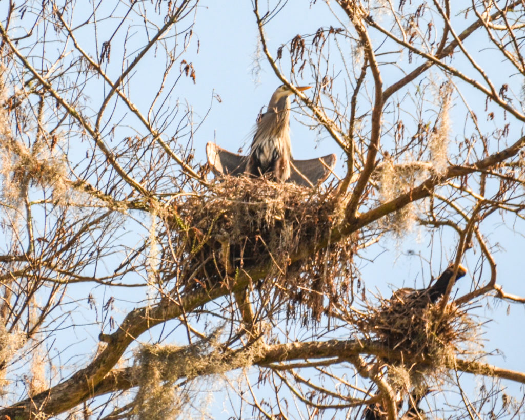 Heron Nest - Dora Canal