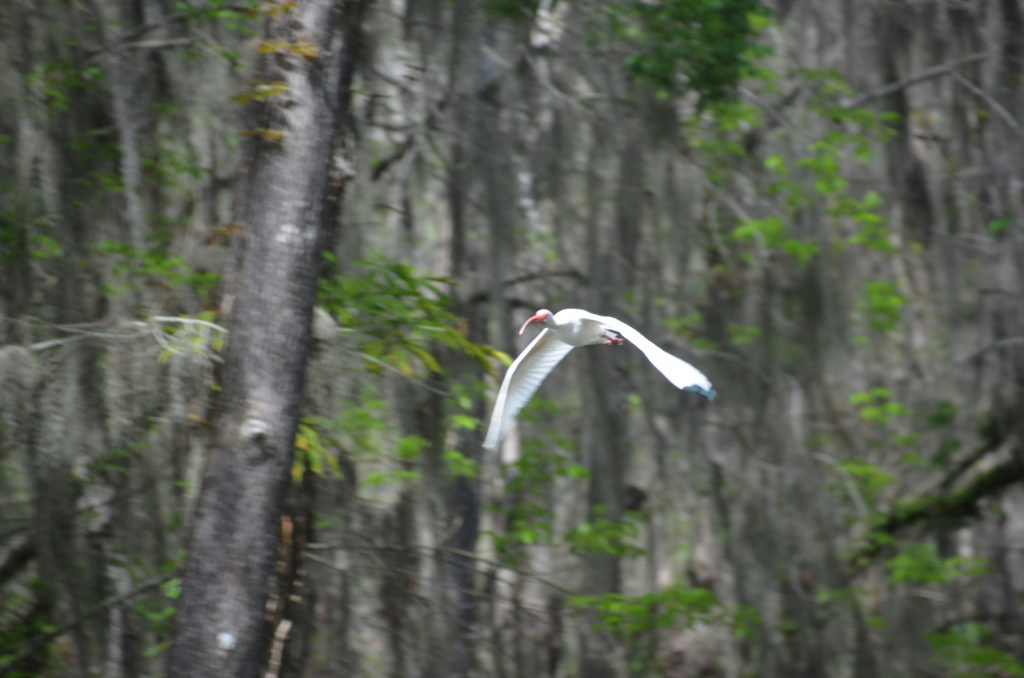 Ibis flies over Dora Canal