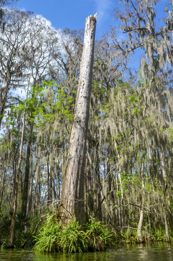 Large Cypress Trunk - Dora Canal