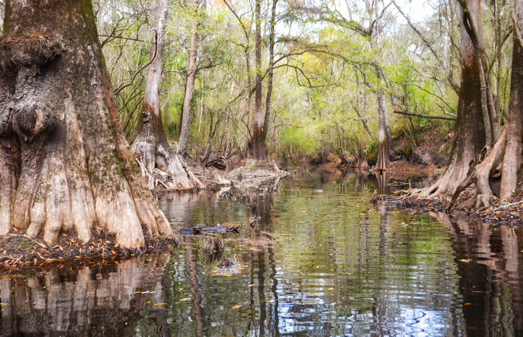 Olustee Creek