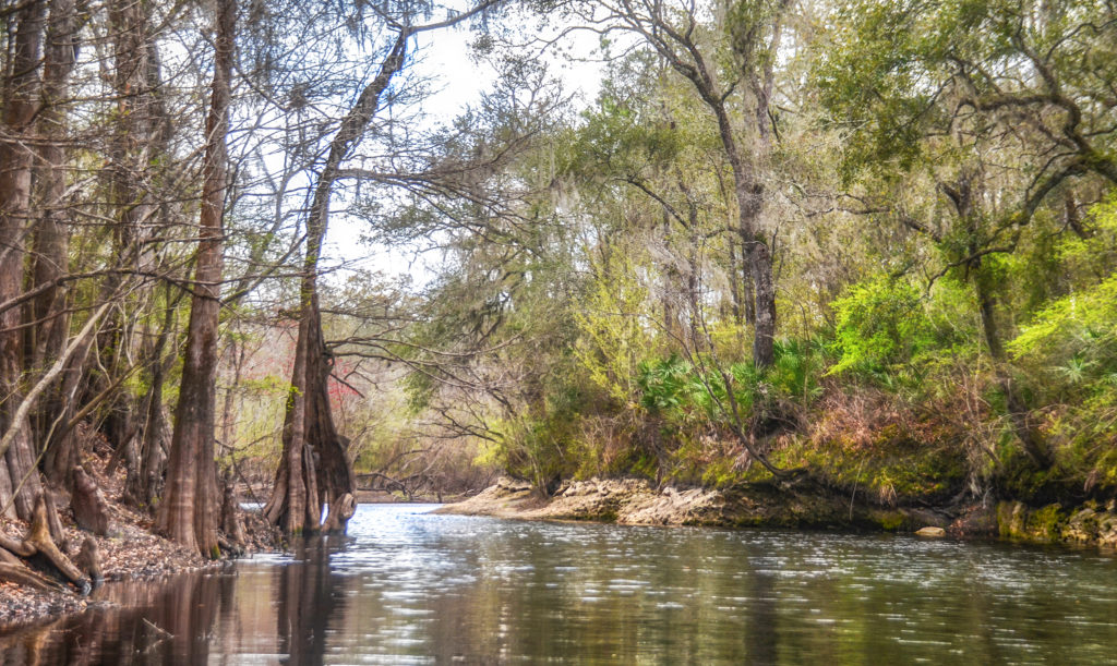 Olustee Creek flowing into the Santa Fe River