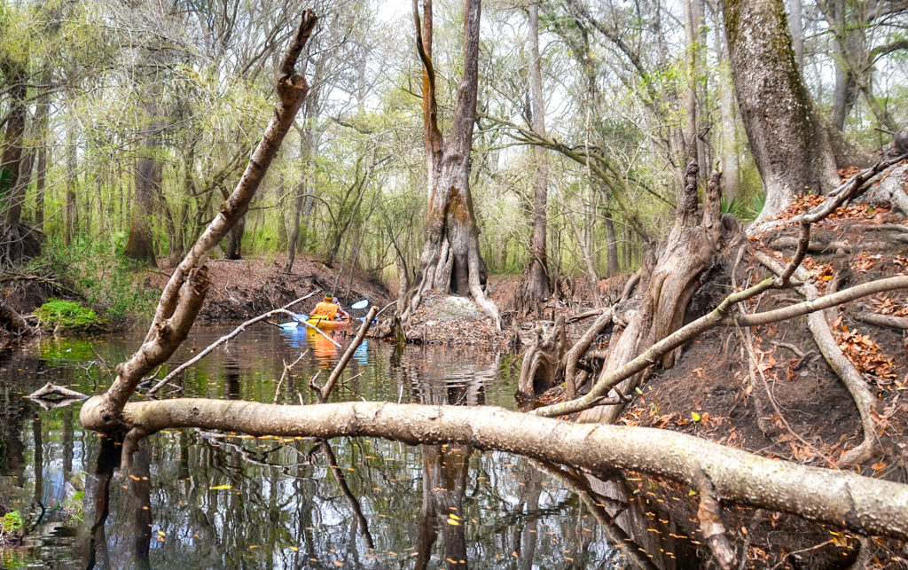 Paddling Olustee Creek