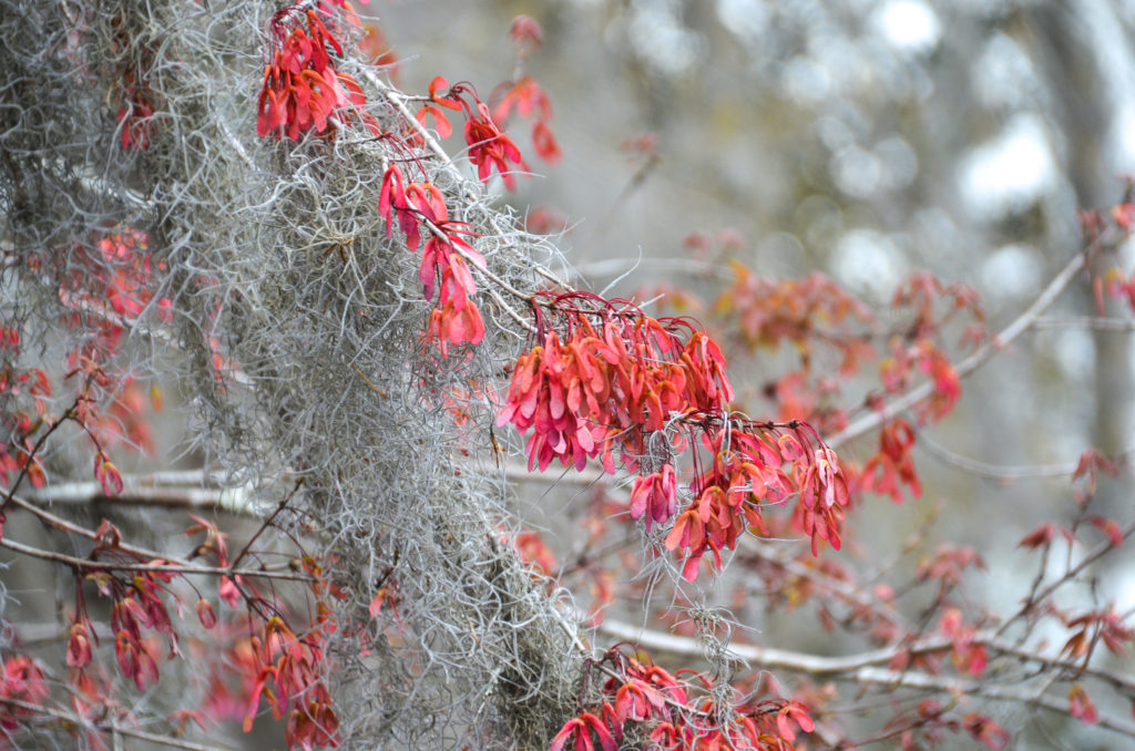 Red Maple Samaras - Olustee Creek