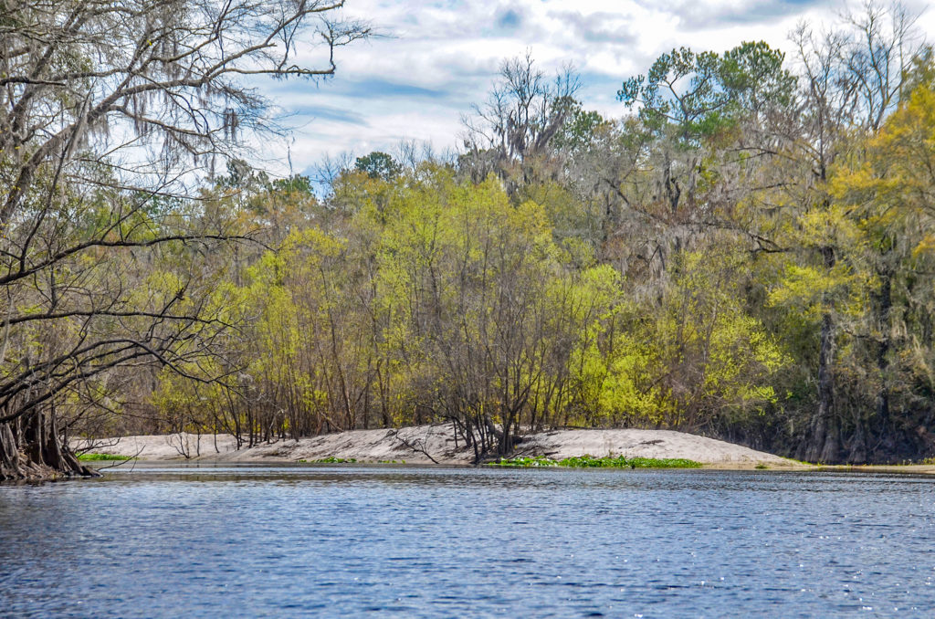 Sandbar Island - Santa Fe River