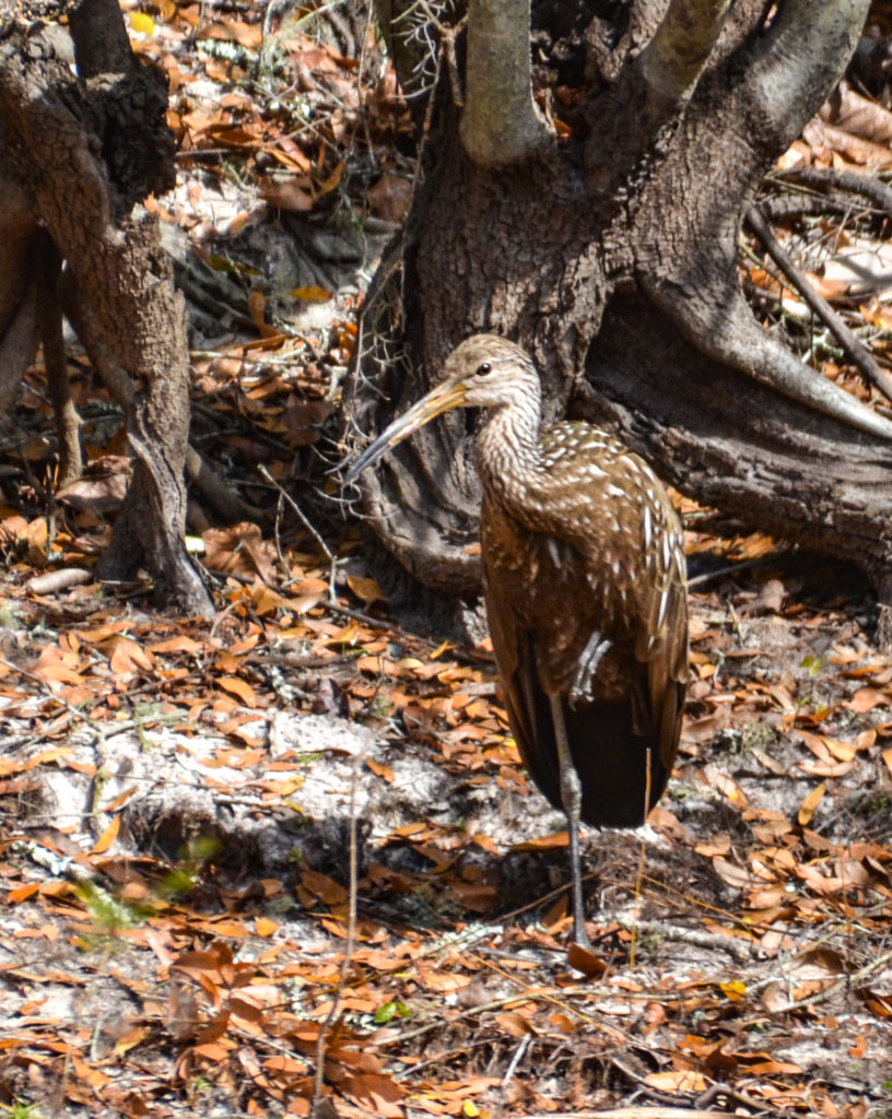 Santa Fe Limpkin