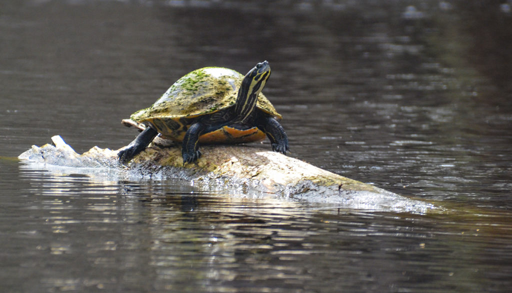 Santa Fe River Turtle