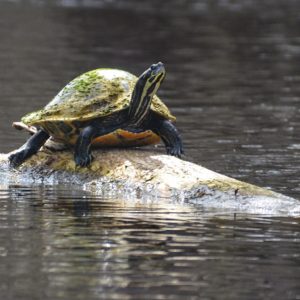 Welcome to Florida Paddle Notes - Olustee Creek