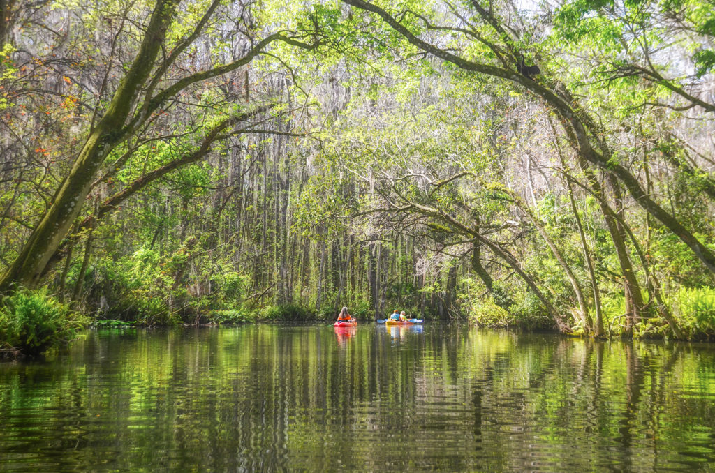 Spring Growth - Dora Canal