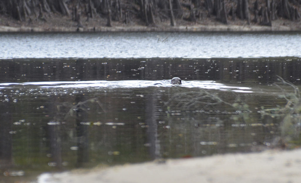 Swimming Otter - Santa Fe River