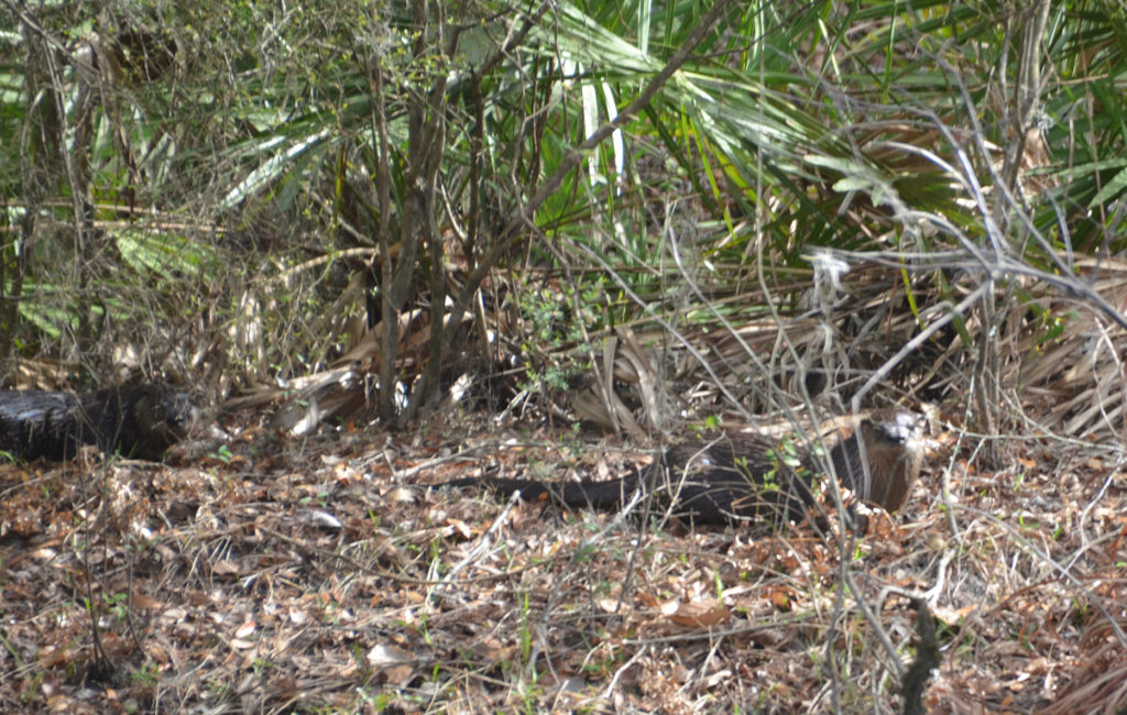 Two Otters - Santa Fe River