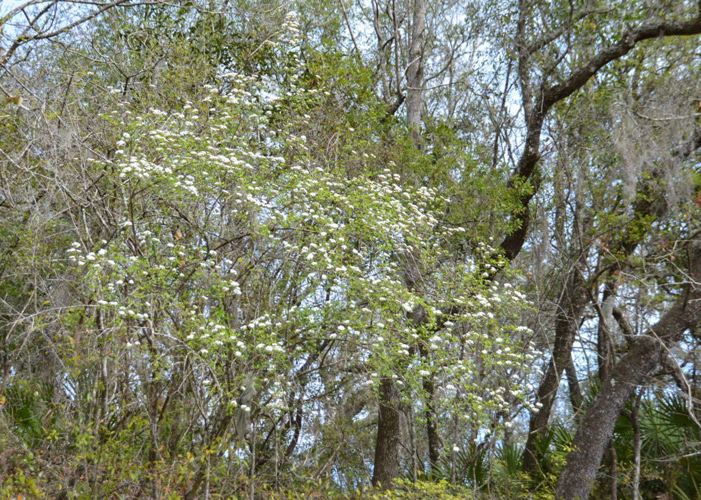 Walter's Viburnum - Santa Fe River