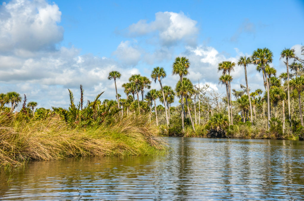 A Bulow Creek View