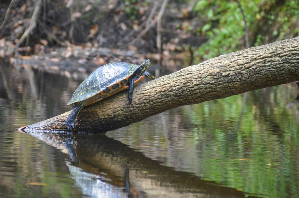 Alafia River Cooter