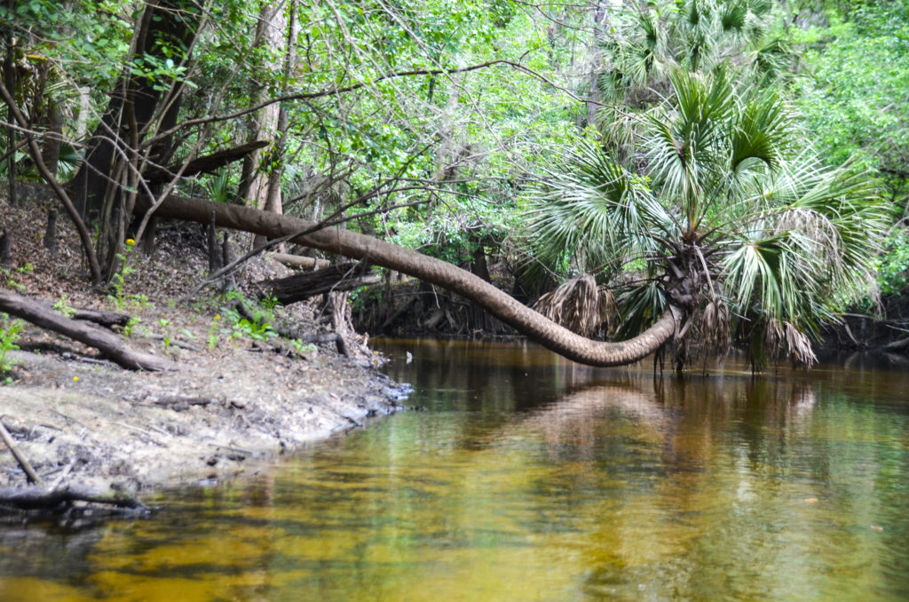 Alafia River Palm