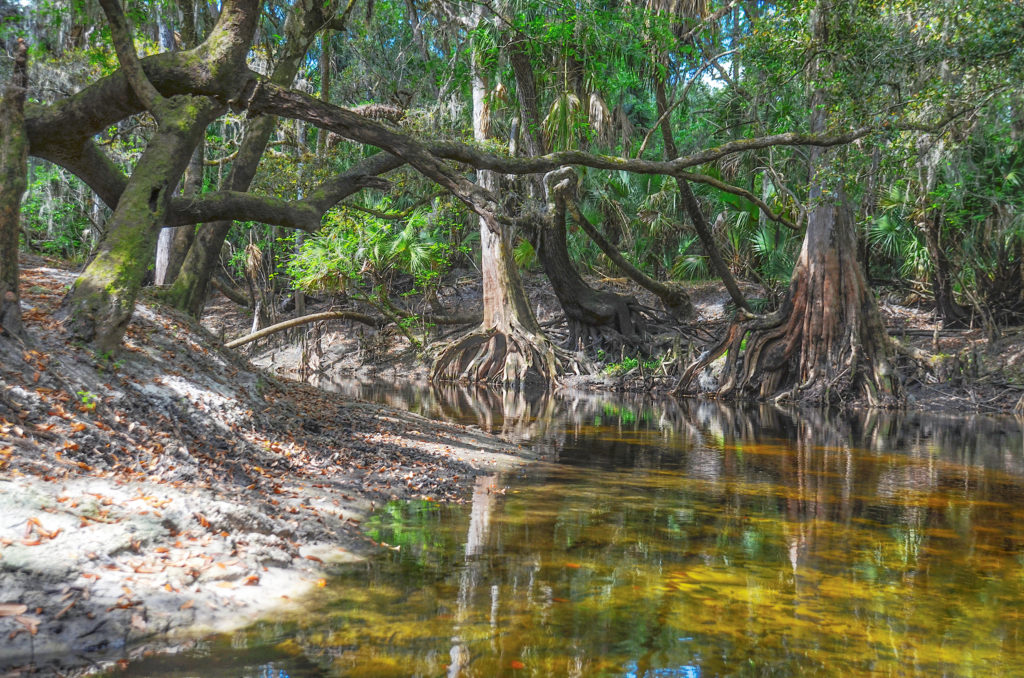 Along the Alafia River