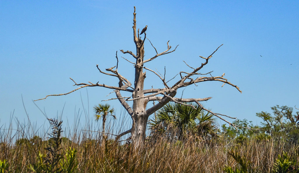 An Osprey Sentinel - Bulow Creek