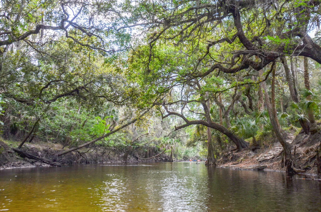 Banks along the Alafia River