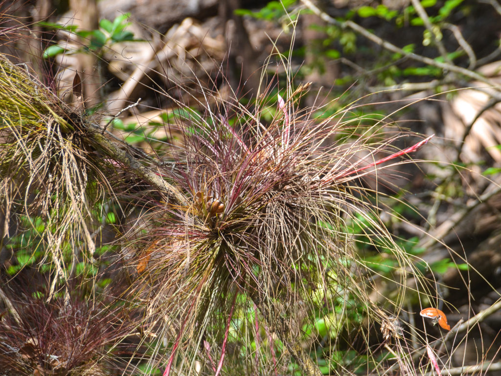 Bartrams Airplant - Alafia River