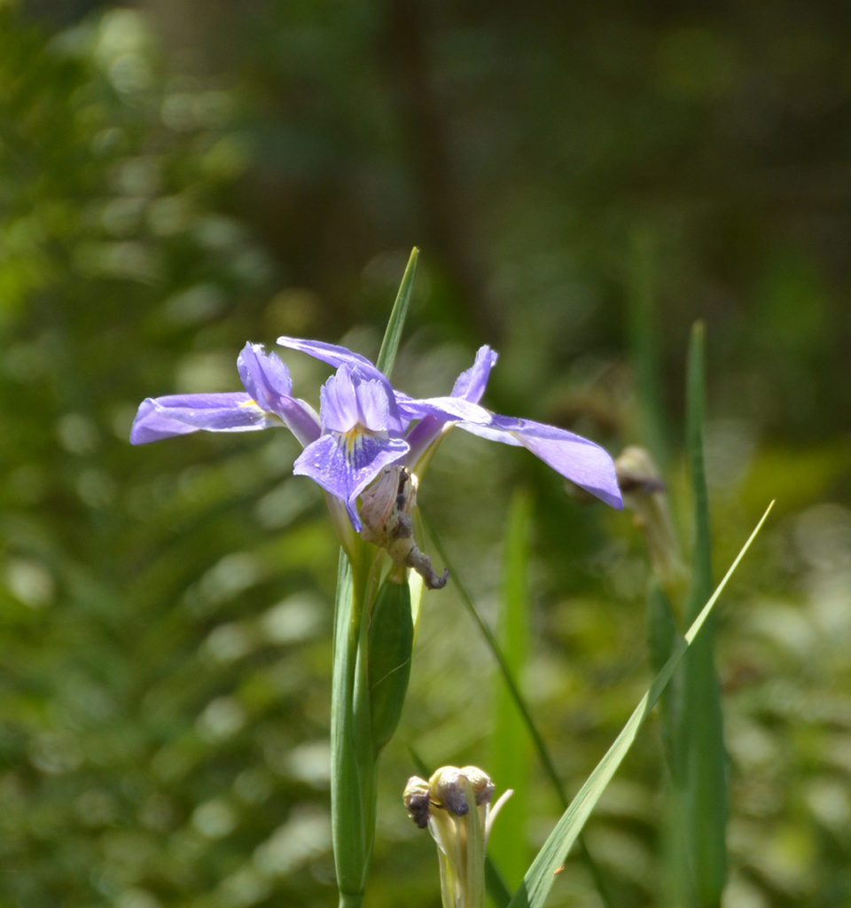 Blue Flag Iris - Little Manatee River