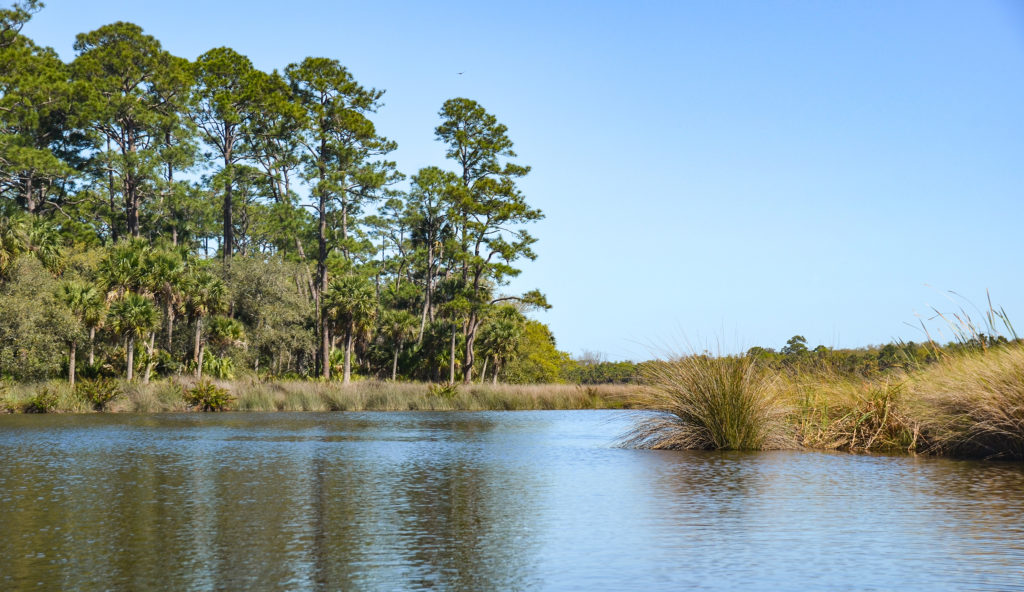 Bulow Creek Landscape